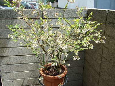 趣味の園芸と四季の花 ブルーベリー花 3年