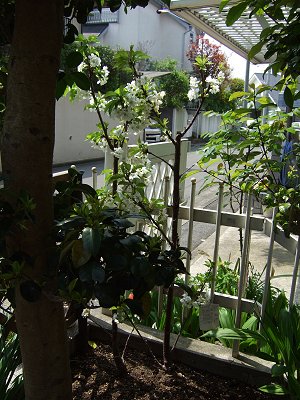 趣味の園芸と四季の花 さくらんぼ