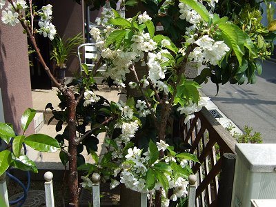 趣味の園芸と四季の花 さくらんぼ