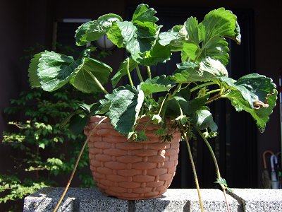 20090423-1.jpg