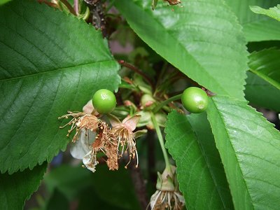 趣味の園芸と四季の花 さくらんぼ