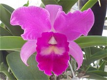 ピンクの花弁に赤紫リップのミニドリーム