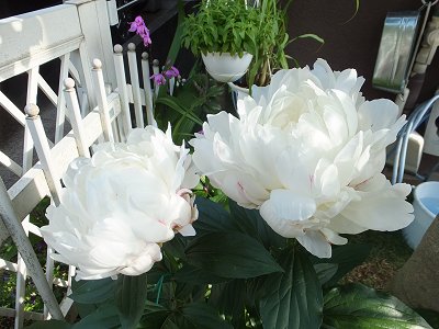 20140519-2.jpg