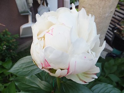 20140519-4.jpg
