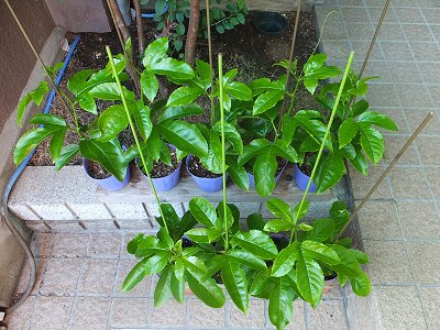20140621-13.jpg