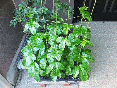 20140621-14.jpg