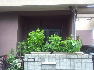 20140801-8.jpg
