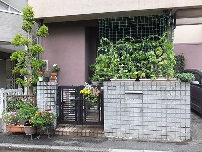 2015緑のカーテン1.jpg